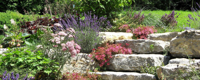 Steingarten ökologisch gestalten - das geht