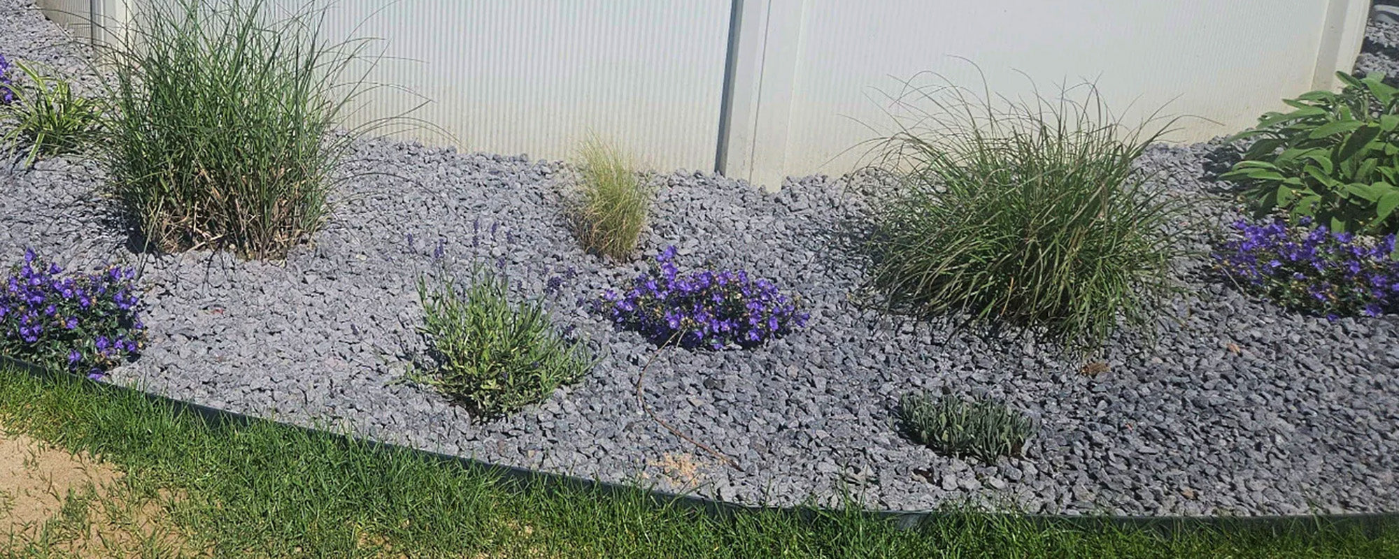 serradella saatgut Serradella-Samen – LaCaTho GmbH main image 0