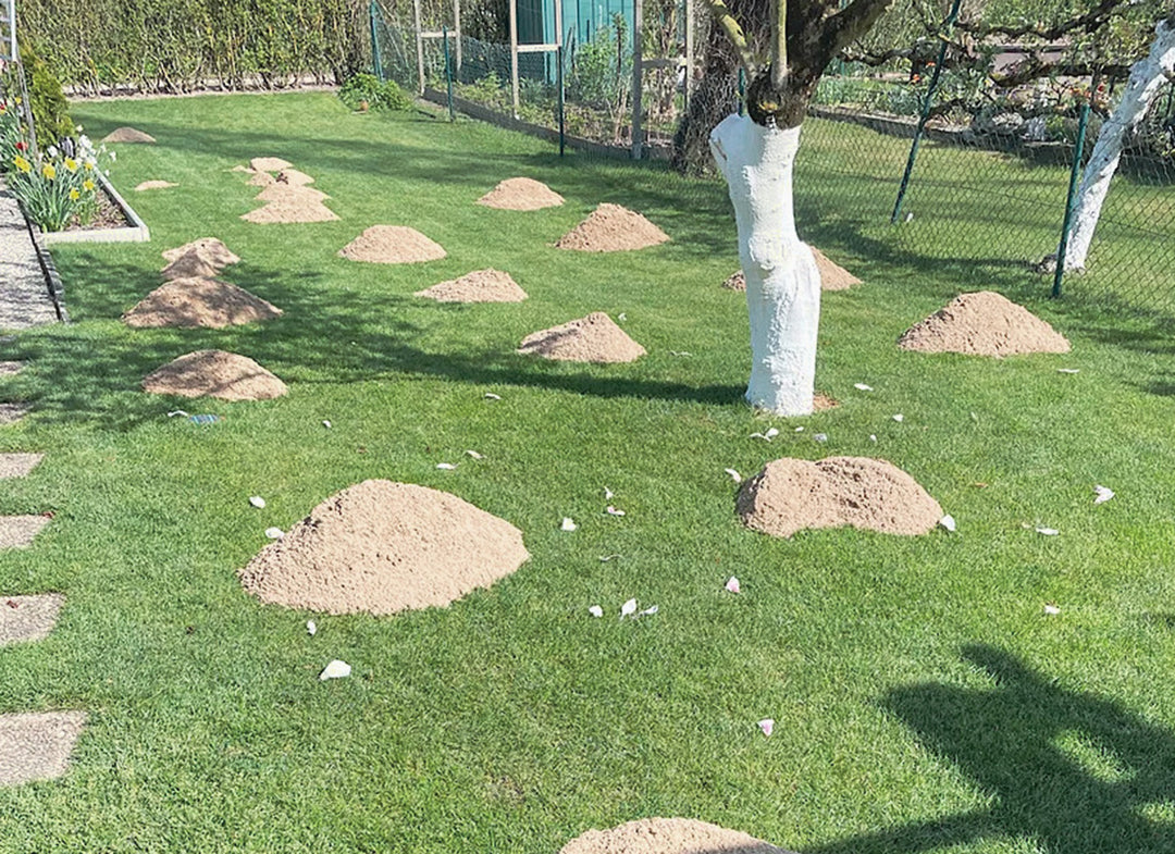 Rasensand kaufen | gewaschen 0-2 mm - viele Gebindegrößen